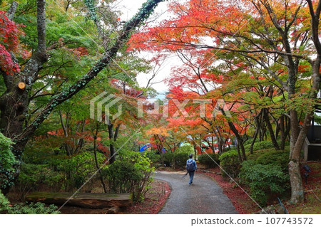筑波山秋葉 筑波山秋葉 107743572