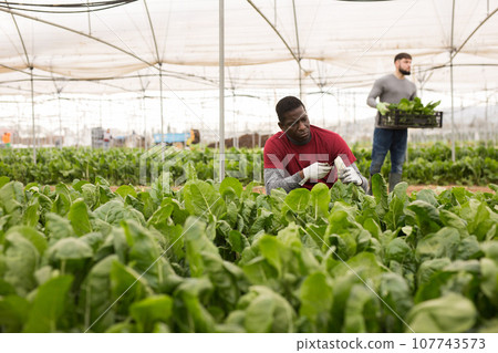 African-american man harvesting mangold in a plastic box 107743573