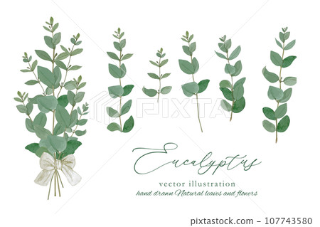 天然尤加利植物框架材料 107743580