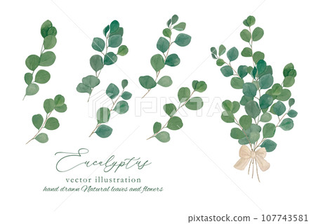 尤加利圓葉枝葉材質套裝 107743581