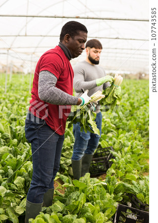 African american horticulturist harvesting green chard 107743585