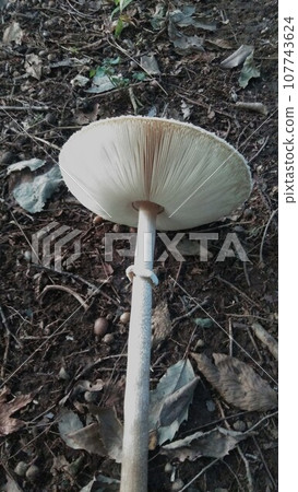 Karakasatake Karakasatake 107743624