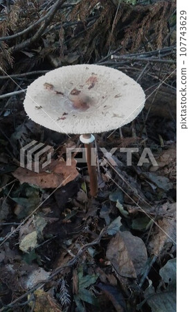 Karakasatake Karakasatake 107743629