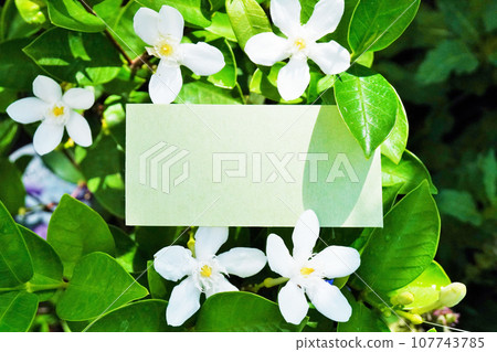 一張標題卡的簡單模型,花園裡盛開著漂亮的白色錫蘭燈花 一張標題卡的簡單模型,花園裡盛開著漂亮的白色錫蘭燈花 107743785