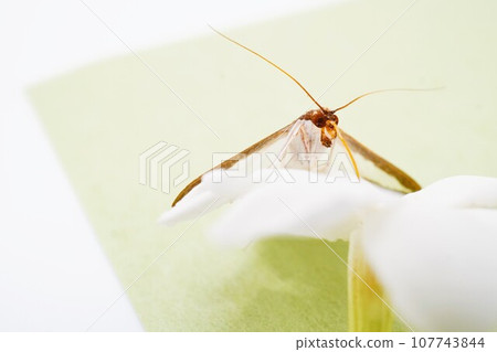 Close-up of the head of a cottontail moth sucking nectar from a white Arabian jasmine flower on green Japanese paper 107743844
