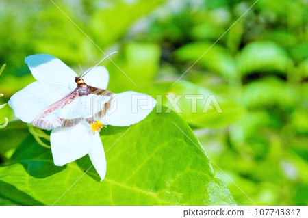 尾部有黃色絨球的棉尾蛾,白色和黑色的翅膀在戶外從阿拉伯茉莉花中吸取花蜜 尾部有黃色絨球的棉尾蛾,白色和黑色的翅膀在戶外從阿拉伯茉莉花中吸取花蜜 107743847