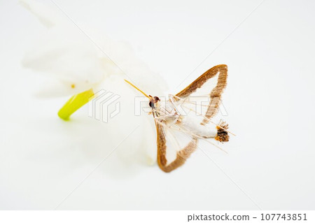 On a white background, an adult of the black-bellied black caterpillar moth sucking nectar from a jasmine flower, unable to pull out its proboscis and turned inside out. 107743851