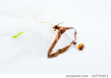一種名為 Urinoma 毛毛蟲的害蟲在白色背景下的白色阿拉伯茉莉花上伸展其長鼻 107743852