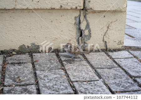 [Hokkaido] A sparrow walking on the stone pavement (Hakodate) 107744112