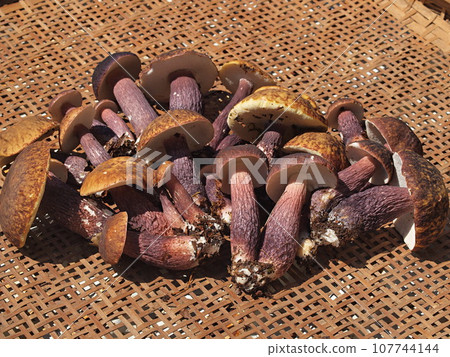 Harvested Boletus violaceae Harvested Boletus violaceae 107744144
