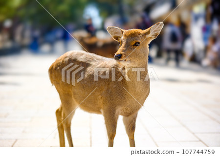 [Nara Prefecture] Deer in Nara Park 107744759