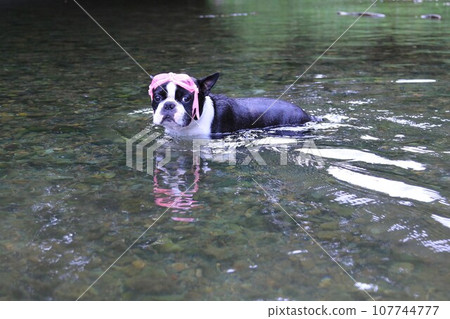 Mighty, a Boston terrier, looks cute while wearing goggles from the clear stream of Miyako River ♡ 107744777