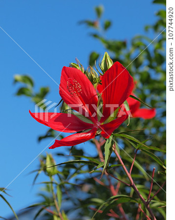Close up of red maple hyacinth flower 107744920