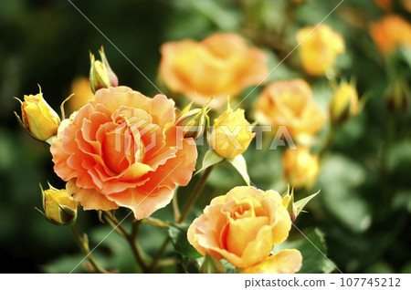 玫瑰花園裡的花 玫瑰花園裡的花 107745212