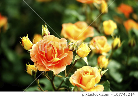 玫瑰花園裡的花 107745214