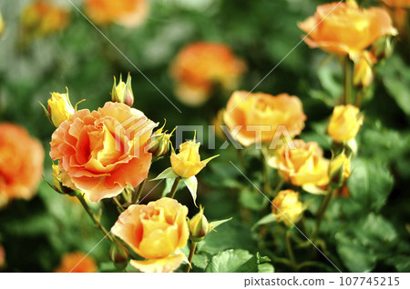 玫瑰花園裡的花 107745215