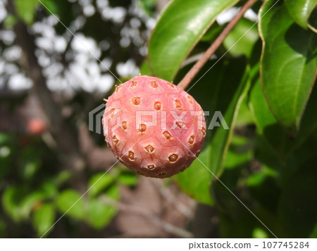 Bamboo fruit Bamboo fruit 107745284