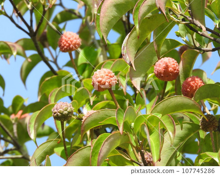 Bamboo fruit Bamboo fruit 107745286