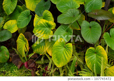 green yellow plant in the garden 107745472