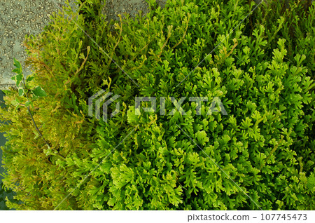 freshness green plant on the garden floor 107745473