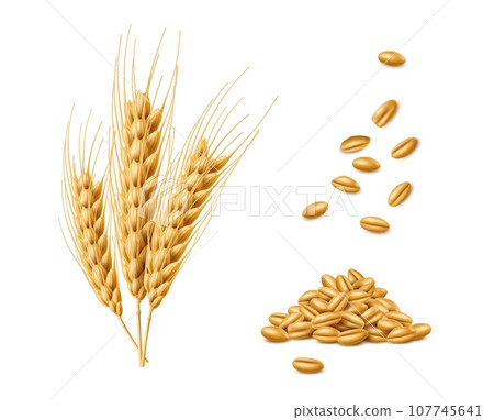 Realistic cereal wheat, oat and barley ears spikelets, spikes and grains. Isolated 3d vector agricultural product, delivering a satisfying breakfast experience and true essence of farm-fresh goodness Realistic cereal wheat, oat and barley ears spikelets, spikes and grains. Isolated 3d vector agricultural product, delivering a satisfying breakfast experience and true essence of farm-fresh goodness 107745641