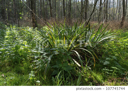 Bemowo Forest - a beautiful and charming green place in Warsaw. Bemowo Forest - a beautiful and charming green place in Warsaw. 107745744