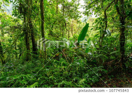 Rainforest in Tapanti national park, Costa Rica Rainforest in Tapanti national park, Costa Rica 107745843