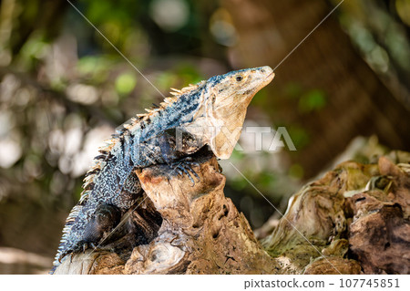Black spiny-tailed iguana, Ctenosaura similis, Manuel Antonio National Park, Costa Rica wildlife Black spiny-tailed iguana, Ctenosaura similis, Manuel Antonio National Park, Costa Rica wildlife 107745851