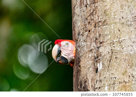 Scarlet macaw, Ara macao, Quepos Costa Rica wildlife Scarlet macaw, Ara macao, Quepos Costa Rica wildlife 107745855