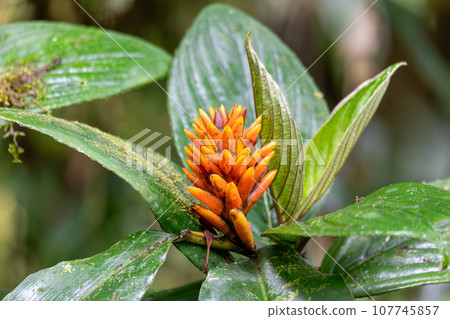 Renealmia cernua, Renealmia is a plant genus in the family Zingiberaceae. Tapanti Renealmia cernua, Renealmia is a plant genus in the family Zingiberaceae. Tapanti 107745857