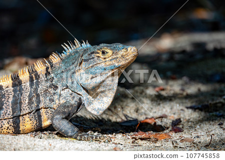 Black spiny-tailed iguana, Ctenosaura similis, Manuel Antonio National Park, Costa Rica wildlife Black spiny-tailed iguana, Ctenosaura similis, Manuel Antonio National Park, Costa Rica wildlife 107745858