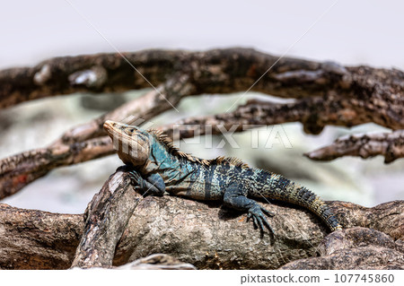 Black spiny-tailed iguana, Ctenosaura similis, Manuel Antonio National Park, Costa Rica wildlife Black spiny-tailed iguana, Ctenosaura similis, Manuel Antonio National Park, Costa Rica wildlife 107745860