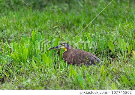 Bare-throated tiger heron, Tigrisoma mexicanum. River Rio Bebedero, Palo Verde National park Wildlife Reserve, Costa Rica wildlife 107745862