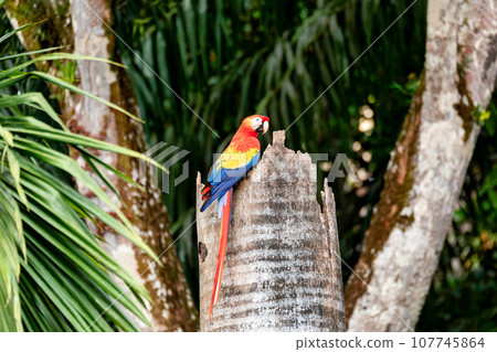 Scarlet macaw, Ara macao, Quepos Costa Rica wildlife 107745864