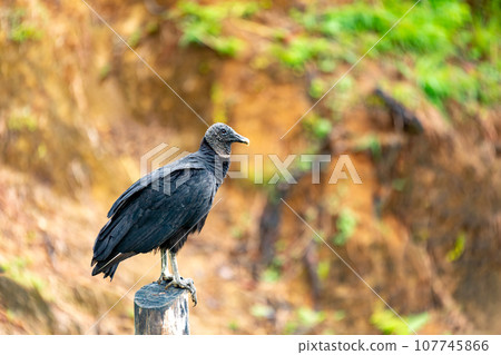 Black vulture, Coragyps atratus, Black vulture, Coragyps atratus, 107745866