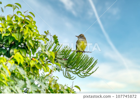 Tropical kingbird, Tyrannus melancholicus. Quepos, Manuel Antonio National Park wilderness. Wildlife and bird watching in Costa Rica. 107745872