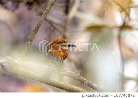 White-whiskered Puffbird, Malacoptila panamensis, Costa Rica 107745878