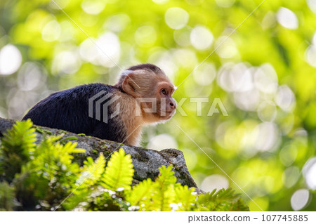 Colombian white-faced capuchin (Cebus capucinus), Manuel Antonio National Park, Costa Rica Colombian white-faced capuchin (Cebus capucinus), Manuel Antonio National Park, Costa Rica 107745885
