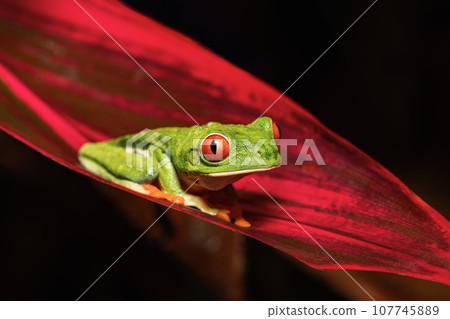Red-eyed tree frog (Agalychnis callidryas) Cano Negro, Costa Rica wildlife Red-eyed tree frog (Agalychnis callidryas) Cano Negro, Costa Rica wildlife 107745889