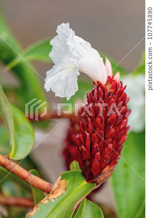 Alpinia purpurata will grow in rainforest of Costa Rica. Quepos 107745890