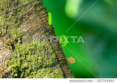 Leafcutter ant, Atta cephalotes, Manuel Antonio National Park, Costa Rica wildlife 107745893