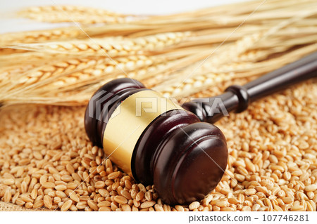 Judge hammer on wheat grains from organic agriculture farm, agricultural law concept. 107746281