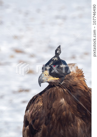 Golden eagle hunter. Portrait of a hunting golden eagle in a leather hat. Hunting with eagle. Portrait of a bird with a head covering. Copy space. Vertical view. Golden eagle hunter. Portrait of a hunting golden eagle in a leather hat. Hunting with eagle. Portrait of a bird with a head covering. Copy space. Vertical view. 107746490