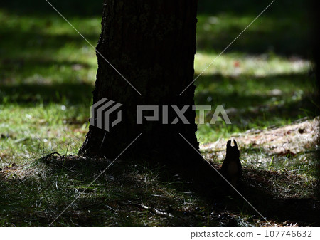 Ezo squirrels in early autumn busy looking for food in the early morning forest 107746632
