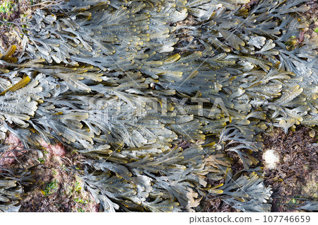 Seaweed background. Top view of the rocky coastline in Hope Gap, East Sussex. Between Seaford and Eastboune, England Seaweed background. Top view of the rocky coastline in Hope Gap, East Sussex. Between Seaford and Eastboune, England 107746659