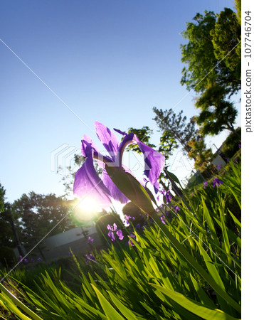 Backlight and purple kakitsubata Backlight and purple kakitsubata 107746704