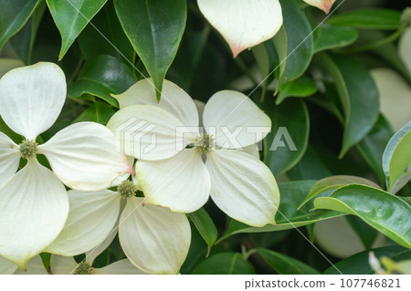 Yamaboushi with its green leaves and white flowers 107746821