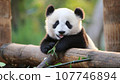 Cute baby panda AI generated image 107746894
