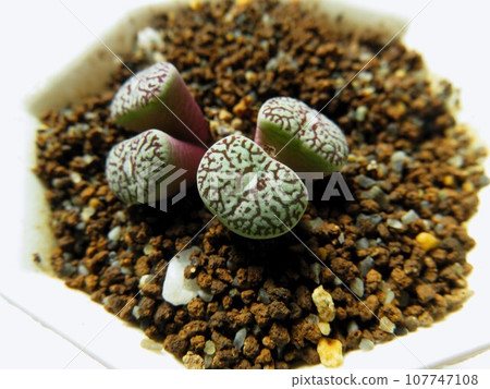 維特貝爾根 維特貝爾根 107747108