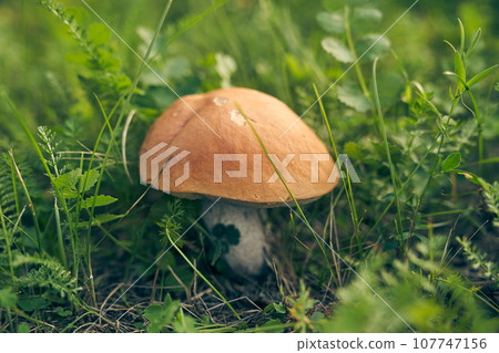 A large white mushroom in a clearing in the forest. Raw Boletus mushroom growing in the forest. Seasonal mushroom picking. Edible delicious forest mushroom for cooking. High quality photo 107747156